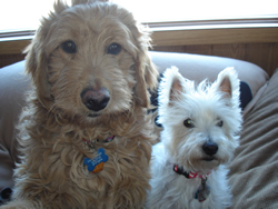 Goldendoodle